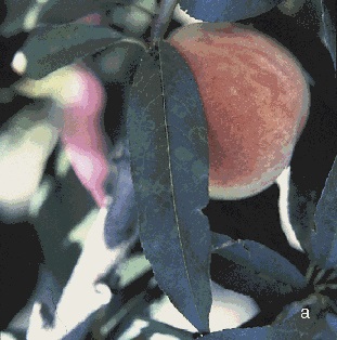 Leaf symptoms of Sharka include yellow rings on infected peach. and spots and blotches on b) infected plum leaves.