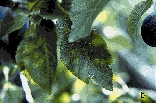 Leaf symptoms of Sharka include yellow rings on infected peach. and spots and blotches on b) infected plum leaves.
