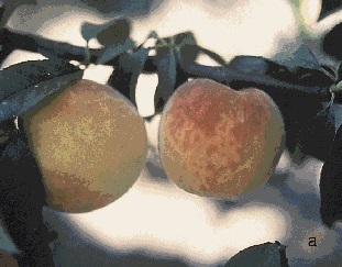 Yellow lines, rings (a) and blotches (b) on ripe peach fruit infected with Sharka.