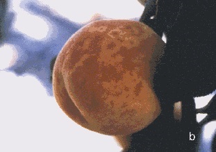 Yellow lines, rings (a) and blotches (b) on ripe peach fruit infected with Sharka.