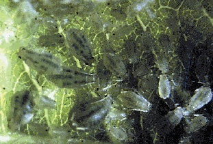 Colony of green peach aphids.