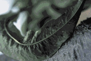 Winged and non-winged green peach aphids colonizing the underside of a peach leaf.