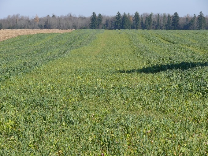 Synergistic effect of manure on cover crop growth. Nutrients from manure increase microbial activity that increases cover crop top and root biomass.