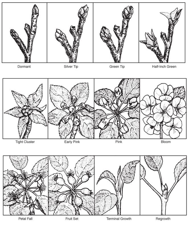 Figure 1 - An illustration of apple development at the following stages: dormant, silver tip, green tip, half-inch green, tight cluster, early pink, pink, bloom, petal fall, fruit set, terminal growth and regrowth. 