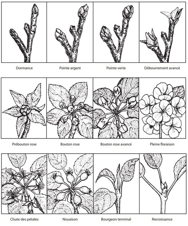 Figure 1 - Illustration de la formation des pommes aux stades suivants: dormance, pointe argent, pointe verte, débourrement avancé, prébouton rose, bouton rose, bouton rose avancé, pleine floraison, chute des pétales, nouaison, bourgeon terminal et recroissance. 