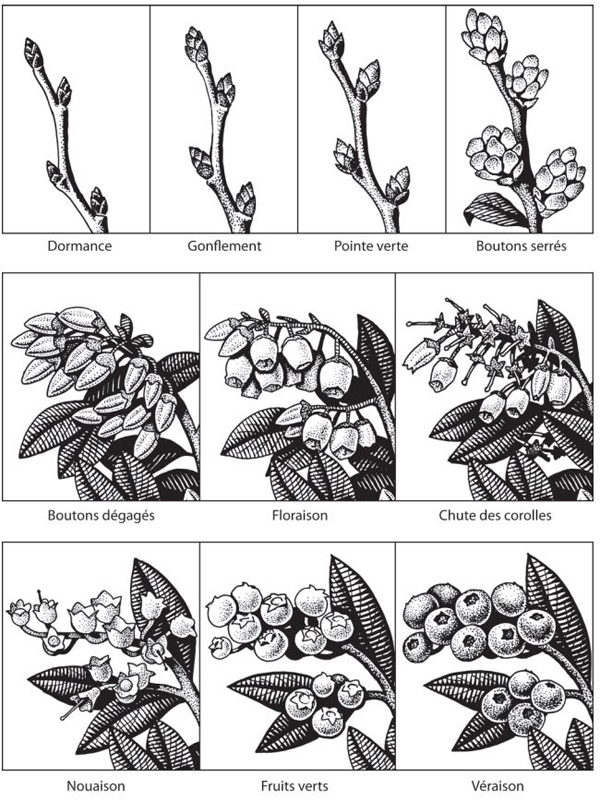 Figure 2 - Illustration de la formation des bleuets aux stades suivants : dormance, gonflement, pointe verte, boutons serrés, boutons dégagés, floraison, chute des corolles, nouaison, fruits verts, véraison.