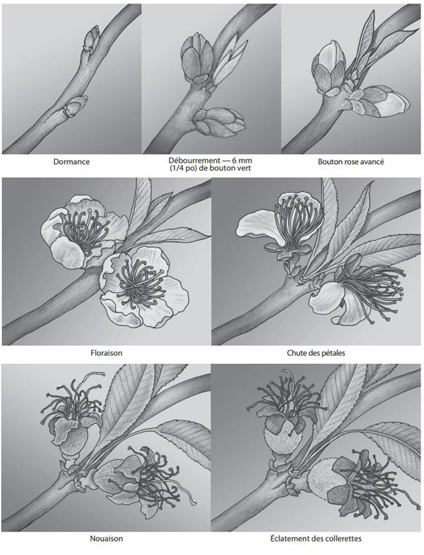 Figure 5 - Illustration de la formation des pêches aux stades suivants : dormance, débourrement - 6mm (1/4 po) de bouton vert, bouton rose avancé, floraison, chute des pétales, nouaison, éclatement des collerettes. 
