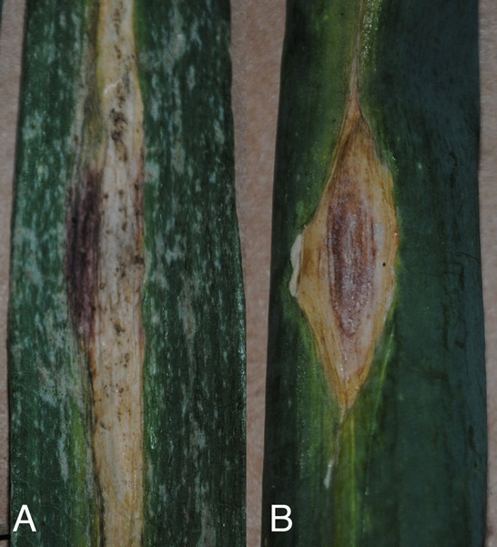 Stemphylium Leaf Blight and purple blotch on onion.