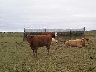 Beef cattle on pasture.