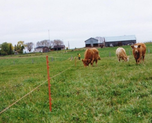 Beef cattle on pasture.