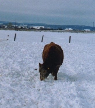 Beef cow on pasture in the snow.