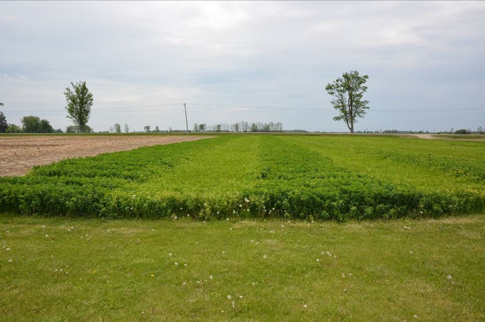 2015 alfalfa response to 2014 applied potassium sulphate