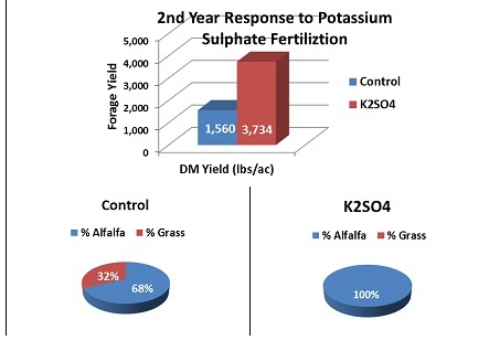 Forage Yield (2nd Cut) Following Previous Year Fertilization with 200 lbs/ac Potassium Sulphate.