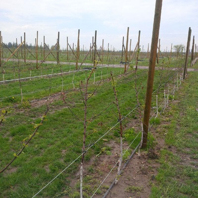 Signes d'un faible débourrement des bourgeons et d'une croissance précaire chez de jeunes pommiers.