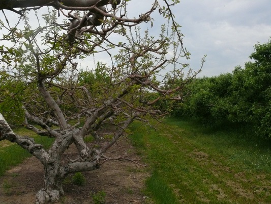 Croissance lente des feuilles dans des pommiers Mutsu/Crispin comparativement aux pommiers sains dans la rangée adjacente.
