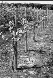 Le verger de pommiers moderne est caractérisé par un nombre plus élevé d’arbres par unité de surface, la densité de plantation étant généralement de 1 000 -1 500 arbres/hectare (400-600 arbres/ acre).
