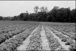 En Ontario, les fraises sont le plus souvent cultivées selon la méthode des rangs nattés.
