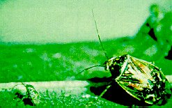 Adult and nymph of tarnished plant bug.
