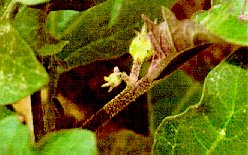 Figure 10. TPB Damage To Eggplant Flower Buds 