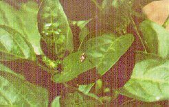 Tarnished plant bug adult on pepper.