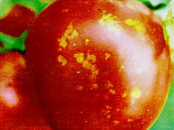 Cloud spotting of tomato caused by tarnished plant bug feeding.