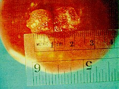 Cloud spotting of tomato caused by tarnished plant bug feeding.