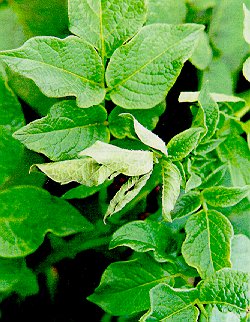 Early leaflet damage on potato caused by tarnished plant bug.
