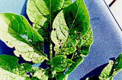 Tarnished plant bug feeding damage on potato leaflets.