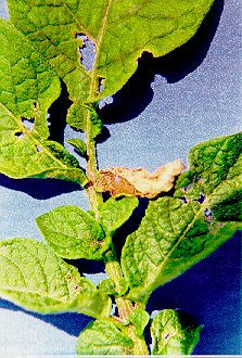 Tarnished plant bug feeding damage on potato leaflets.