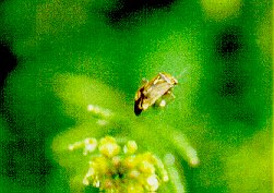 Adult tarnished plant bug on weed host