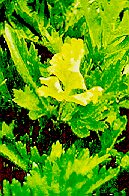 Figure 3. Early Leaflet Damage To Celery From TPB