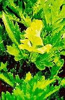 Early leaflet damage to celery from tarnished plant bug.
