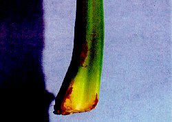Figure 4. Lower Stalk Damage To Celery From TPB