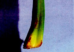 Lower stalk damage to celery from tarnished plant bug.