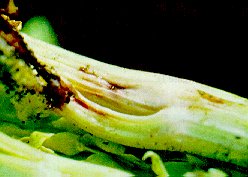 Figure 5. Necrotic Lesion On Celery Caused By TPB Feeding