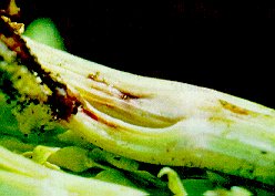 Necrotic lesion on celery caused by tarnished plant bug feeding.