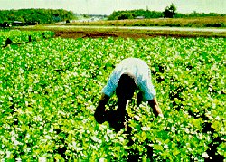 Scouting for tarnished plant bug.