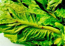 Figure 7. TPB Damage To Outer Midrib Of Romaine Lettuce