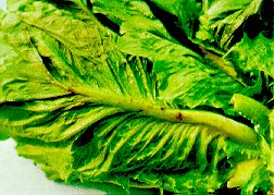 Tarnished plant bug damage to outer midrib of romaine lettuce