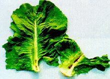 Tarnished plant bug damage to inner midrib of romaine lettuce.