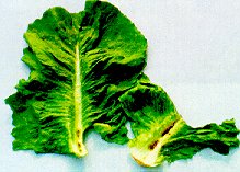 Figure 8. TPB Damage To Inner Midrib of Romaine Lettuce