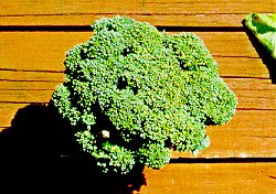 Figure 9. Brown Beading Of Broccoli Caused By TPB Feeding