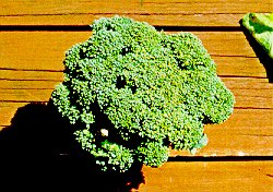 Brown beading of broccoli caused by tarnished plant bug feeding.