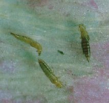 Thrips adultes sur le chou.