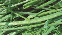 Dommages causés par les thrips sur des plants d'oignons. Noter les lésions blanc argenté.