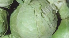 Thrips damage on cabbage appears as small brownish-gray wart-like growths on the leaf surface.