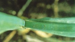 Separating the leaves of onion reveals both damage and active thrips.