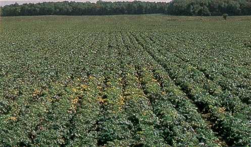Patch of turnip mosaic virus in a rutabaga field showing premature yellowing of older leaves.