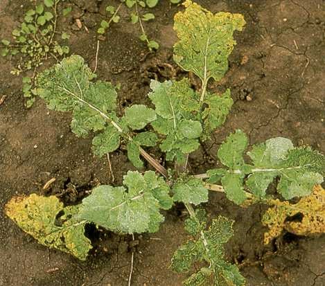 Rutabaga plant infected several weeks earlier with turnip mosaic virus. Note the older yellow leaves and younger deformed leaves with mosaic pattern of yellow and green areas.