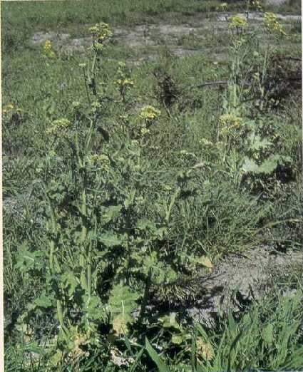 Volunteer winter rapeseed infected with turnip mosaic virus.